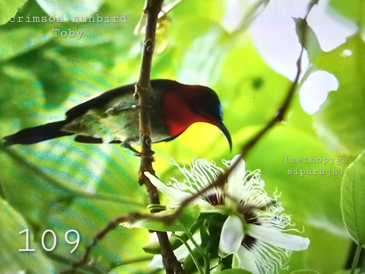 Crimson Sunbird - ML624214867