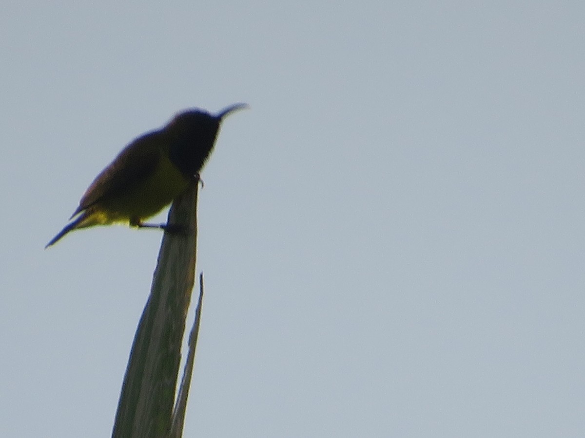 Ornate Sunbird - Ragupathy Kannan