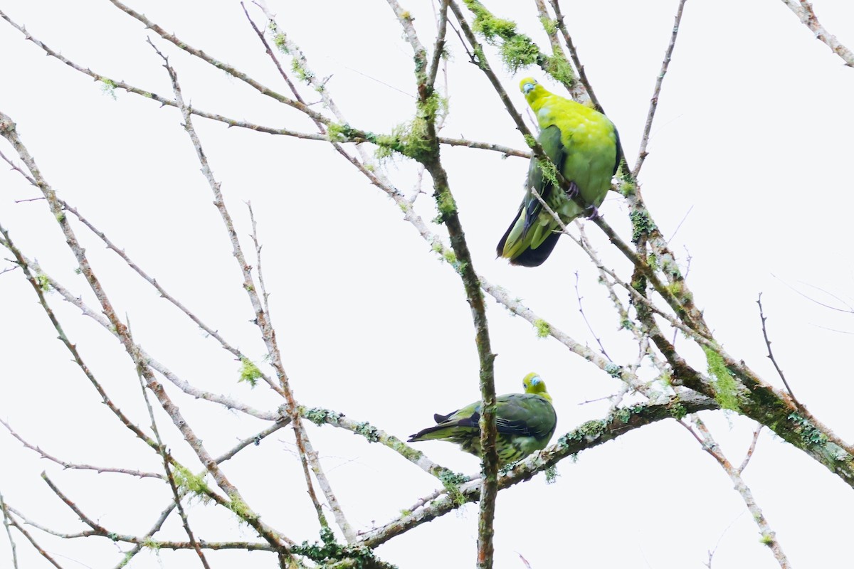 White-bellied Green-Pigeon - ML624214893