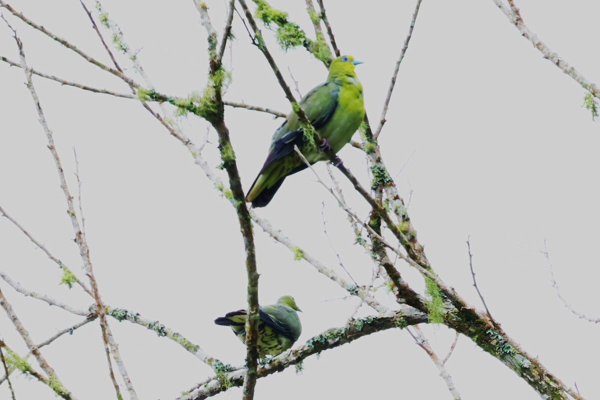 White-bellied Green-Pigeon - ML624214895