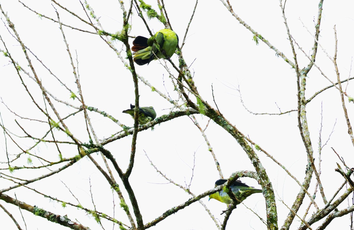 White-bellied Green-Pigeon - ML624214896