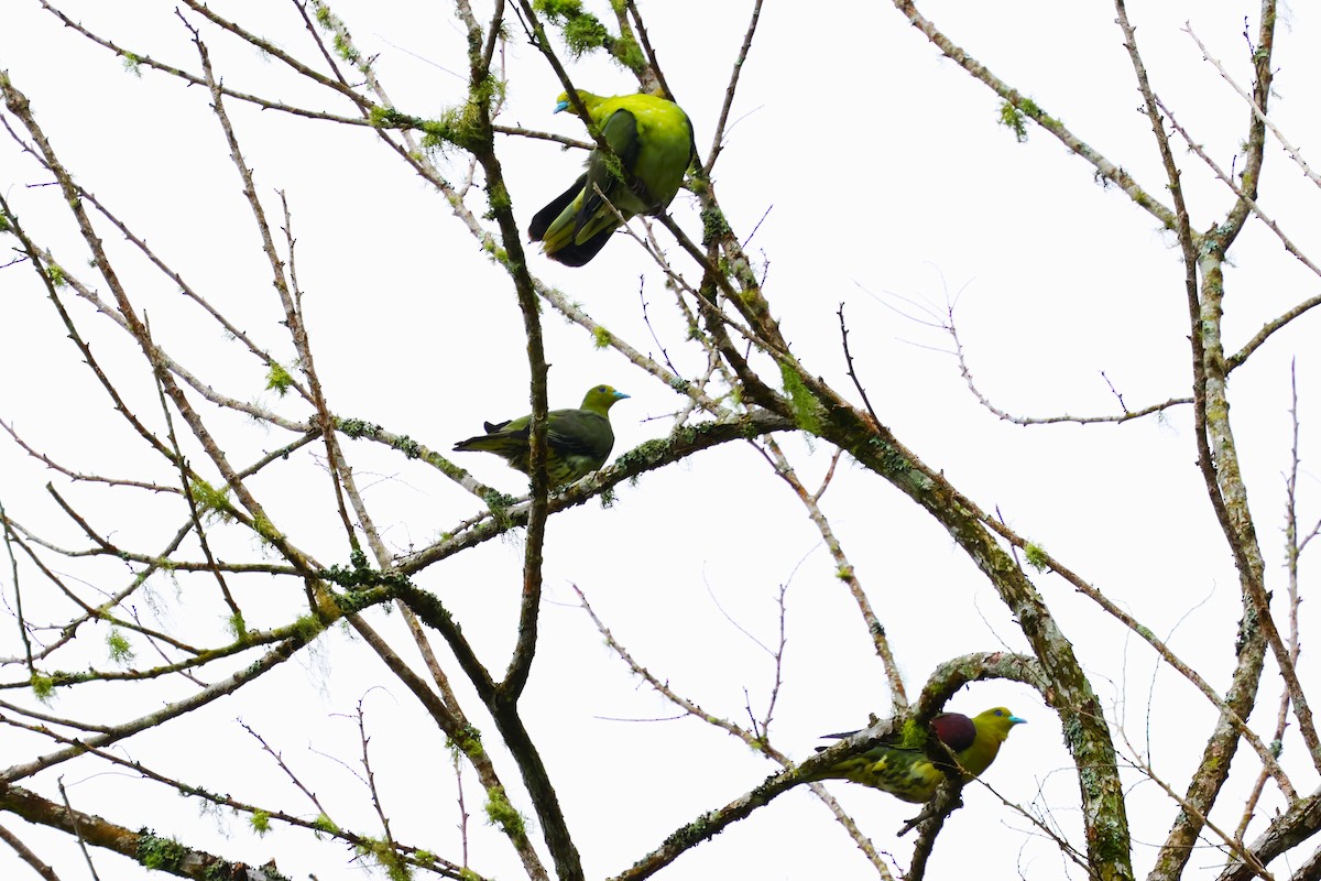 White-bellied Green-Pigeon - ML624214898