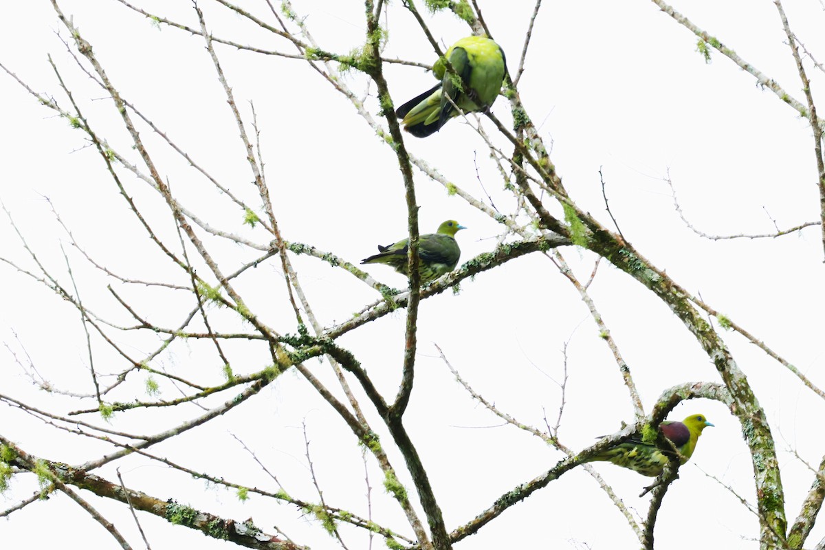 White-bellied Green-Pigeon - ML624214899