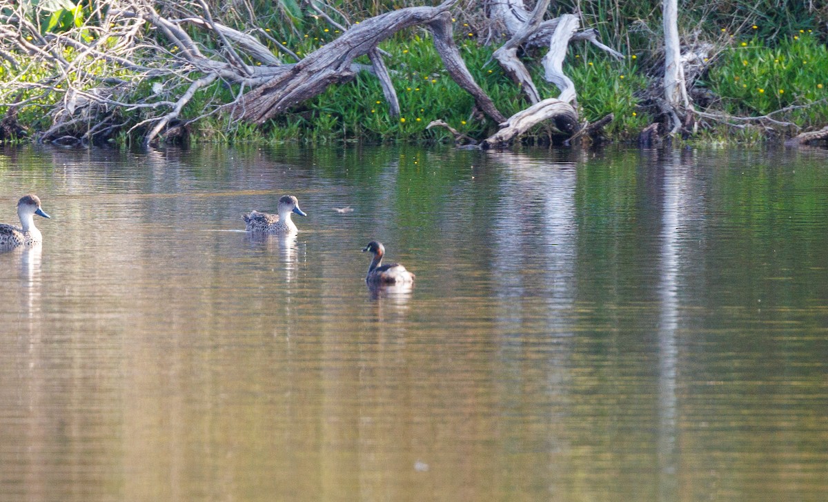 Australasian Grebe - ML624214901