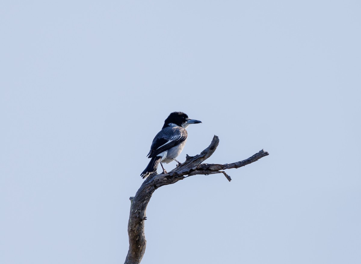 Gray Butcherbird - ML624214911