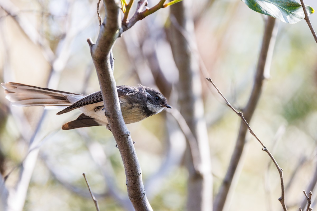 Gray Fantail - ML624214915