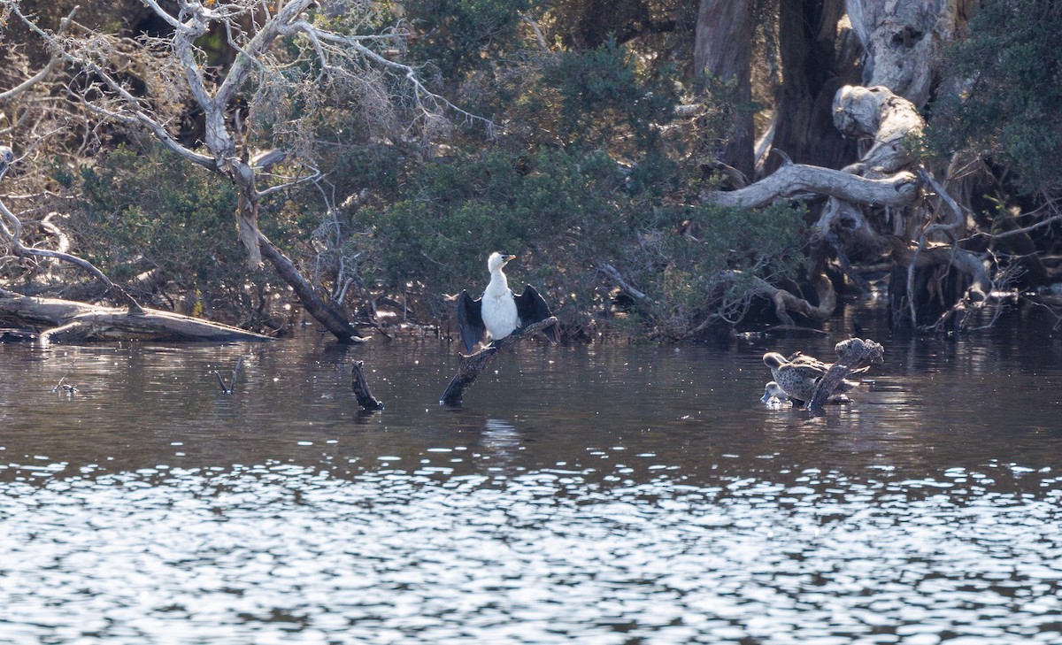 Little Pied Cormorant - ML624214935