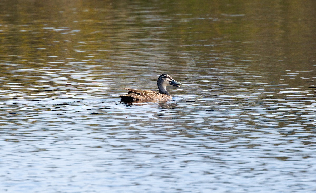 Pacific Black Duck - Paul Rankin