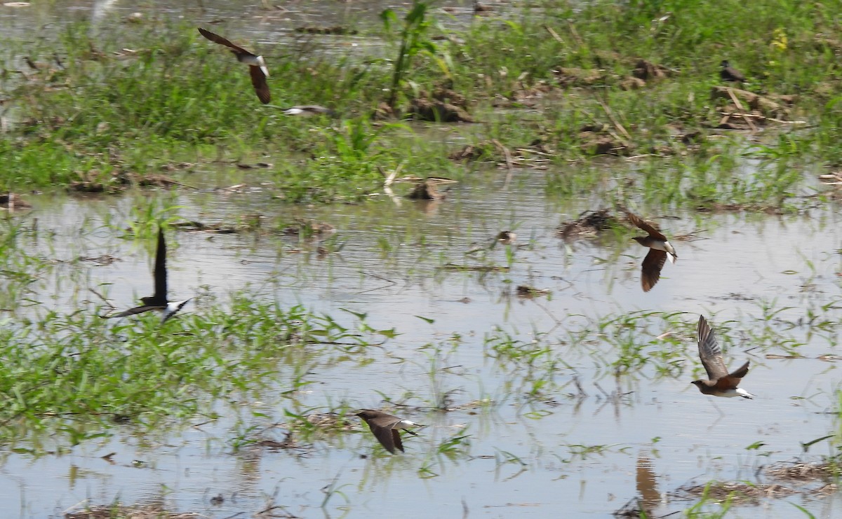 Oriental Pratincole - Gerald Moore