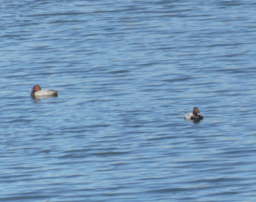 Common Pochard - ML624214946