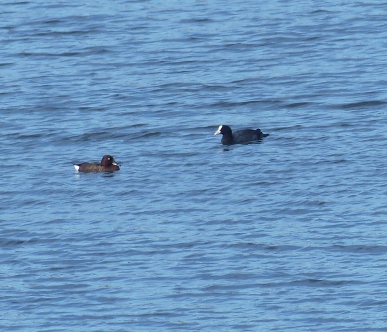 Ferruginous Duck - ML624214949