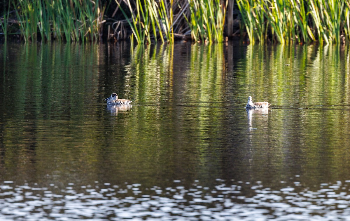 Pink-eared Duck - ML624214950