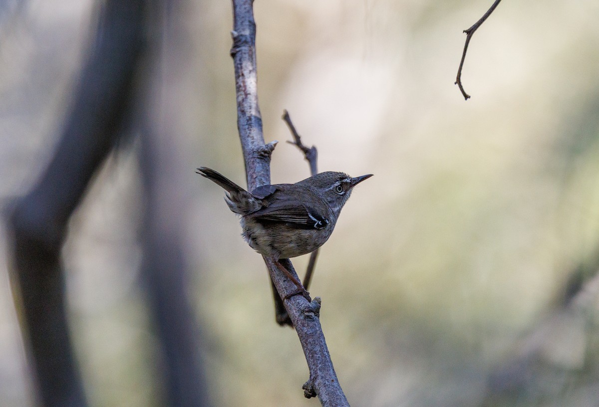 Spotted Scrubwren - ML624214957