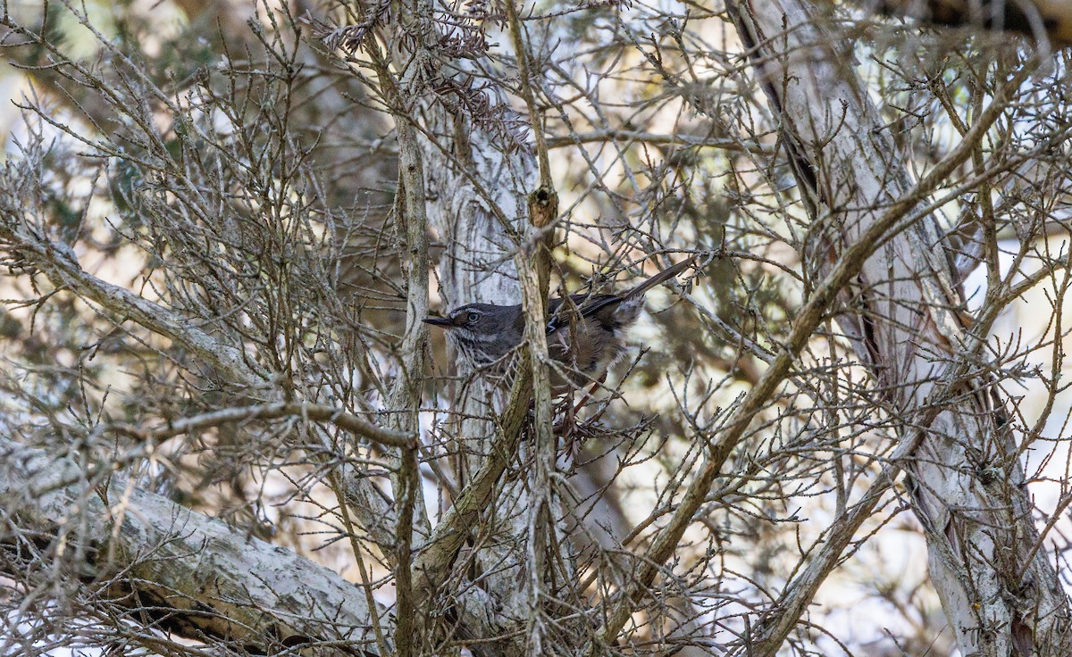 Spotted Scrubwren - ML624214958