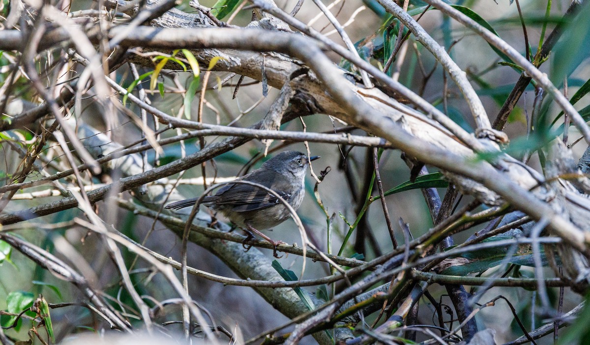 Spotted Scrubwren - ML624214959