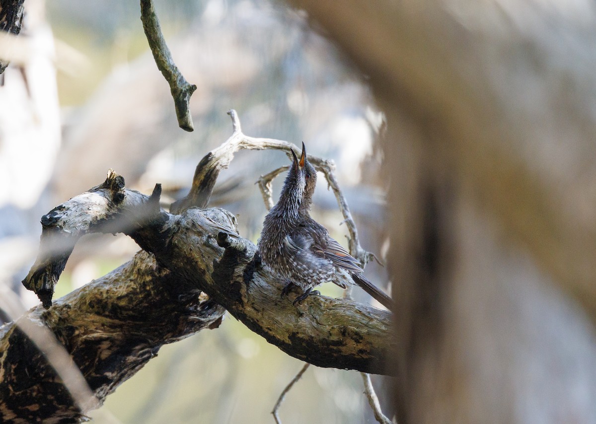 Western Wattlebird - ML624214966