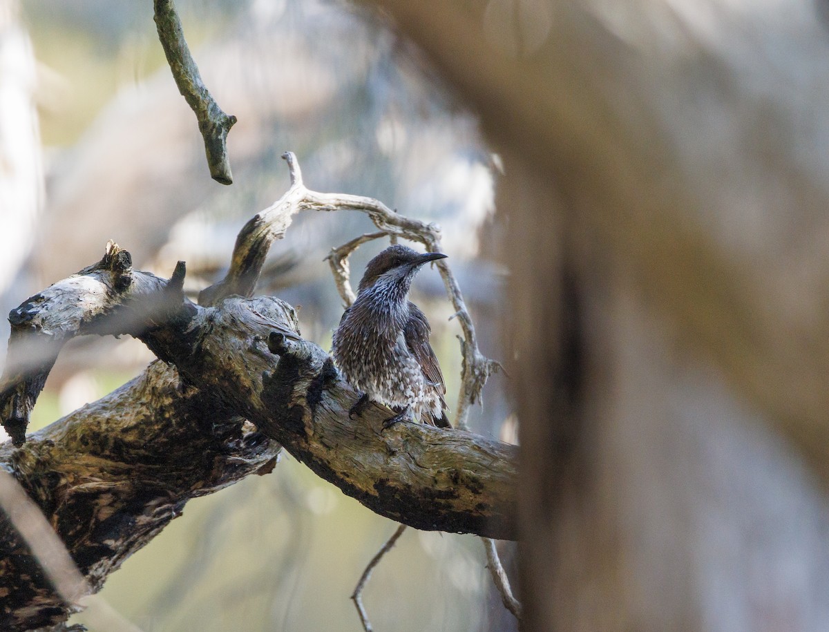 Western Wattlebird - ML624214974