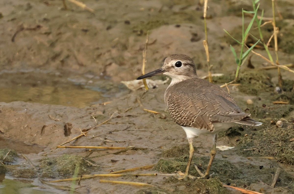 Common Sandpiper - ML624214977