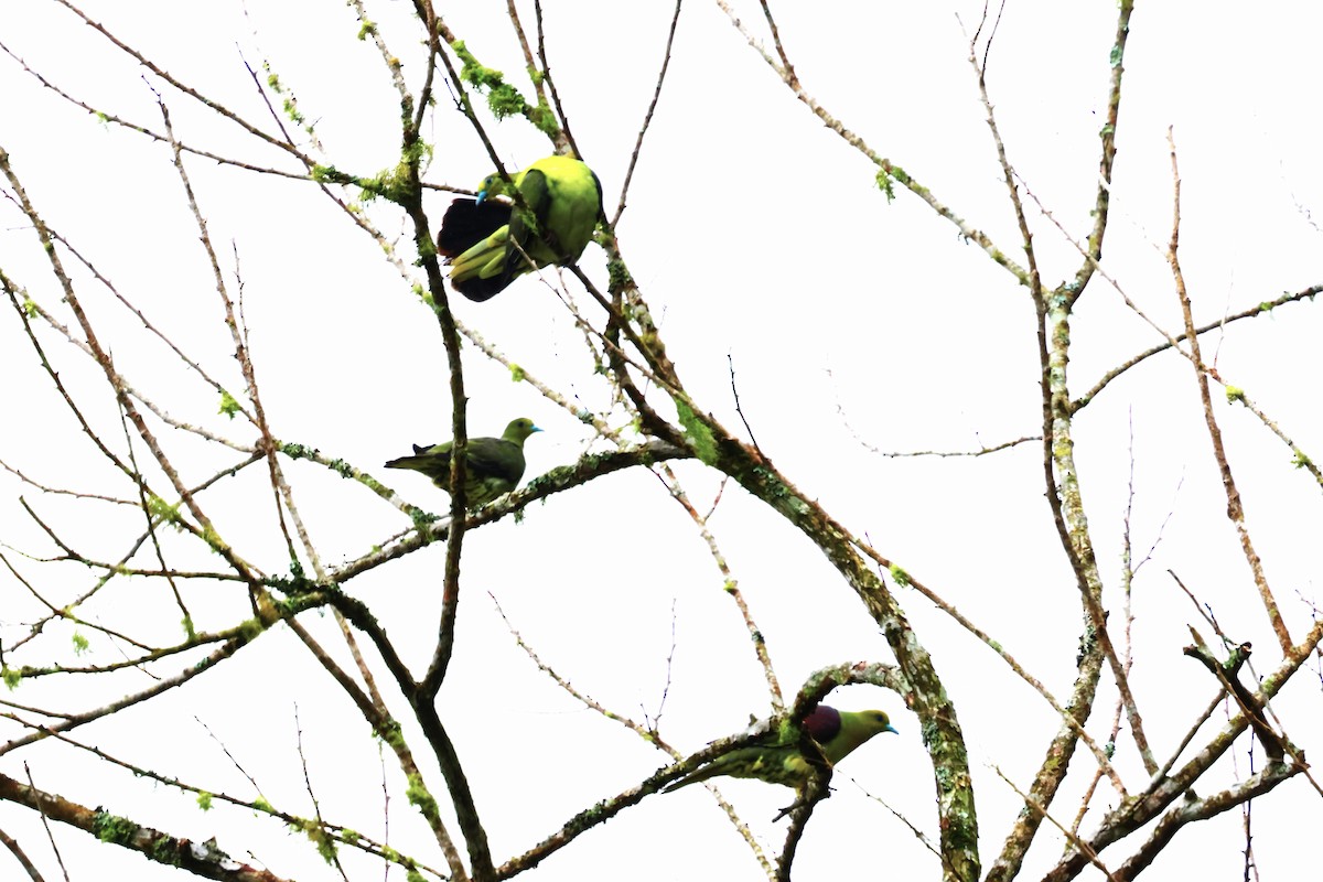 White-bellied Green-Pigeon - ML624214978