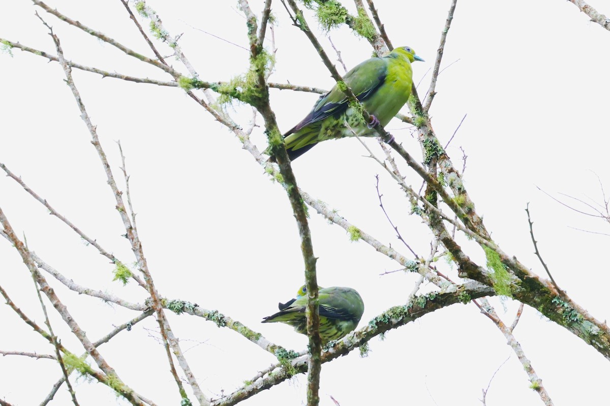 White-bellied Green-Pigeon - ML624214985