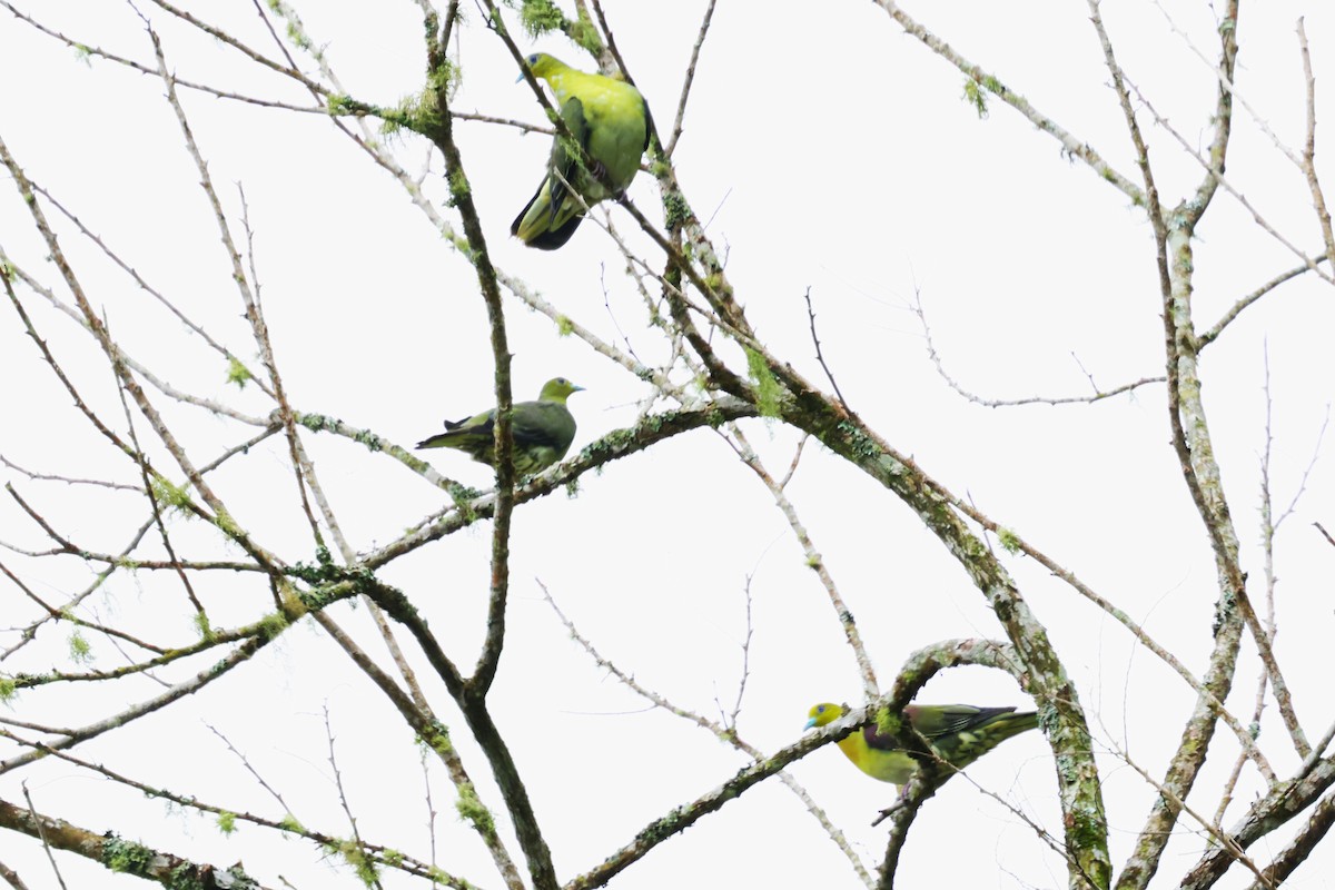 White-bellied Green-Pigeon - ML624214986