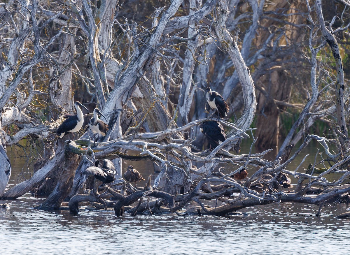 Straw-necked Ibis - ML624214987