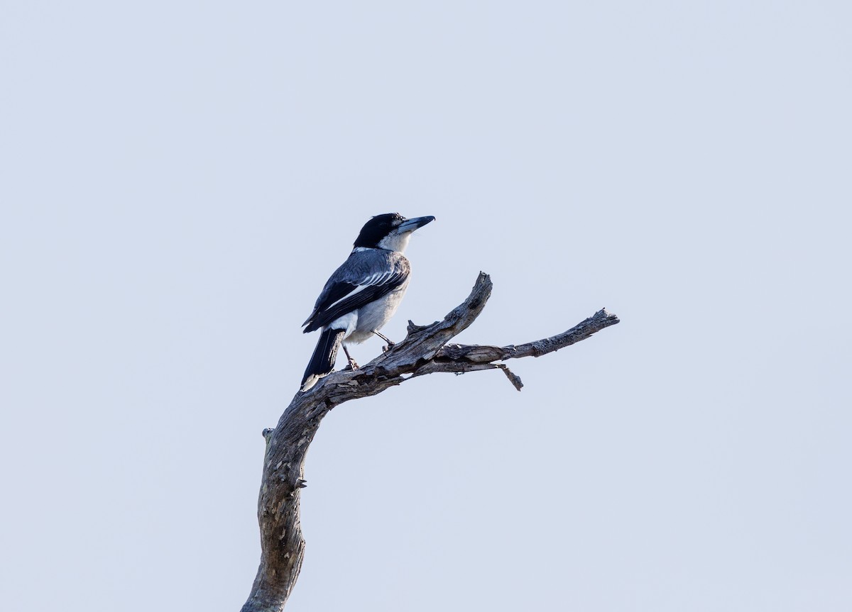 Gray Butcherbird - ML624214991