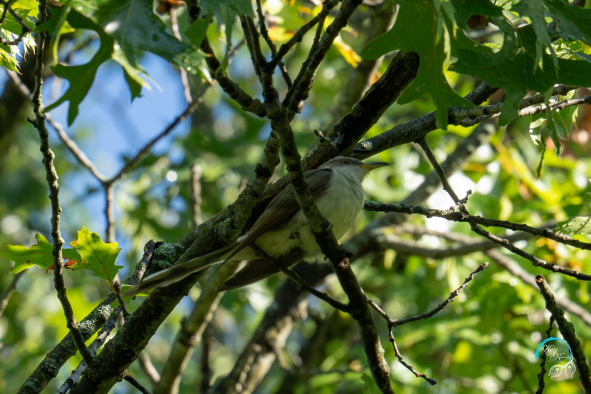 Yellow-billed/Black-billed Cuckoo - ML624215000