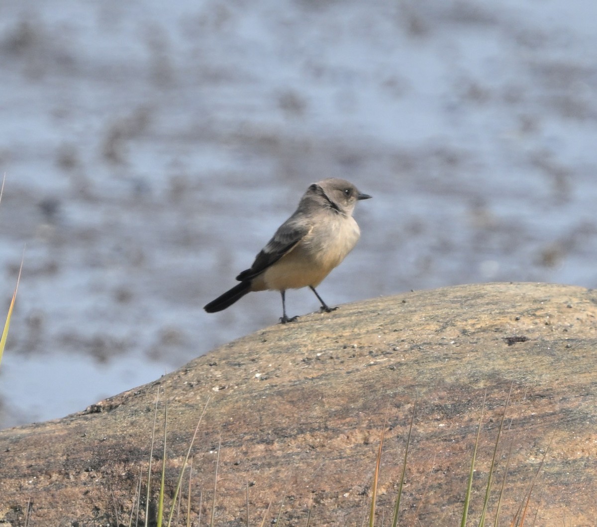 Say's Phoebe - Louis Lemay