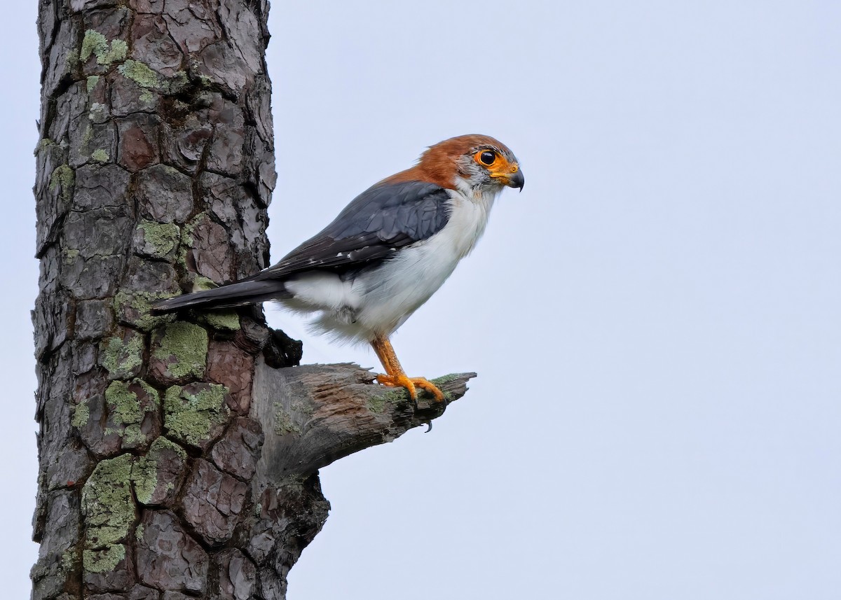 White-rumped Falcon - ML624215022