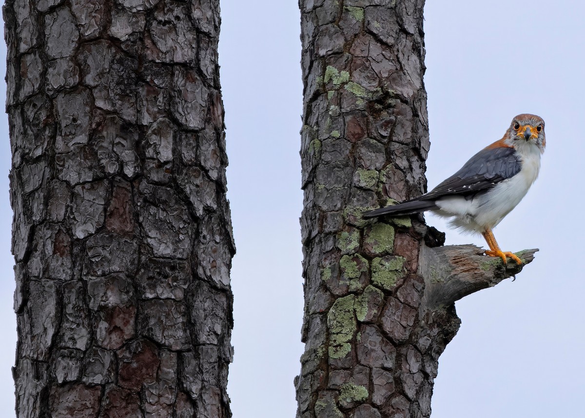 White-rumped Falcon - ML624215023