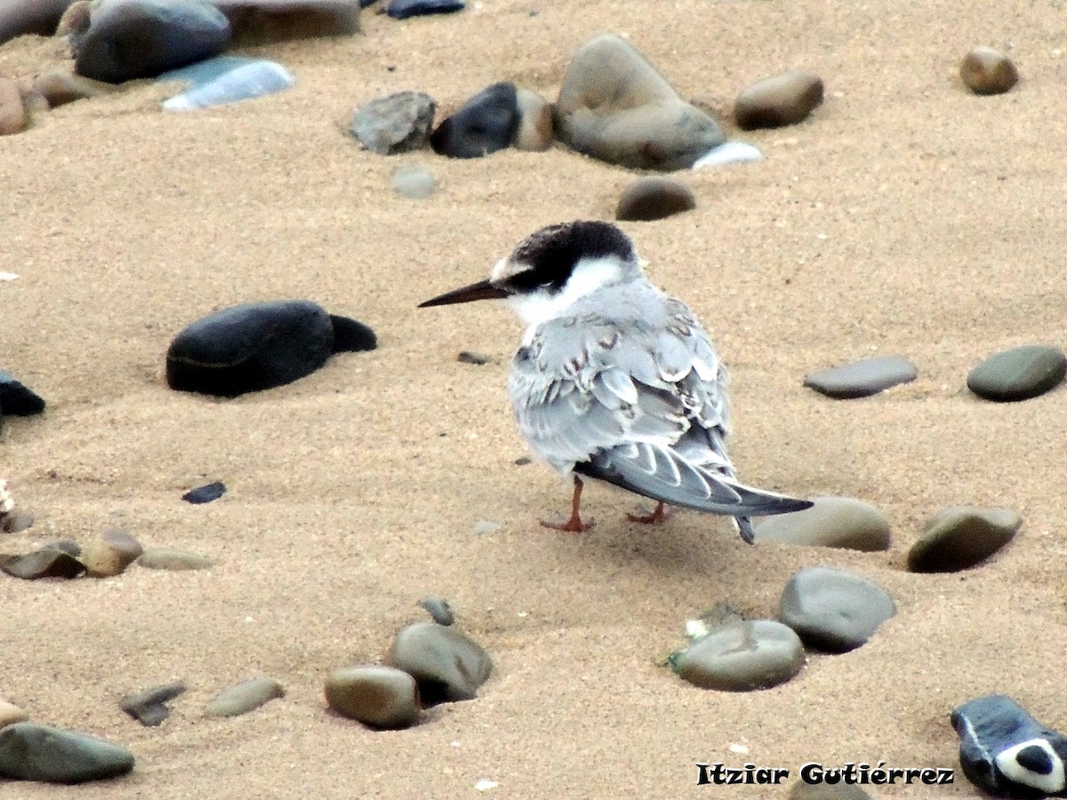 Little Tern - ML624215026