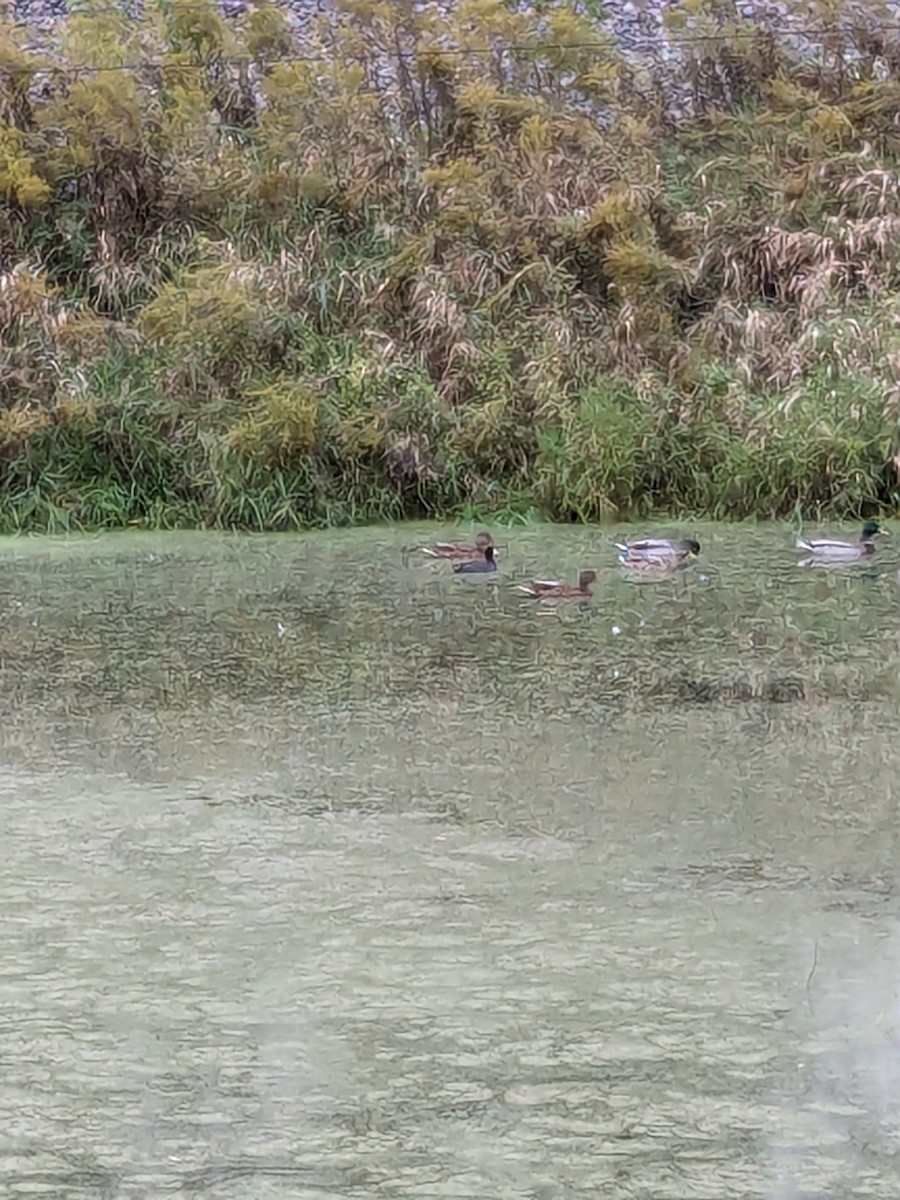 American Coot - ML624215027