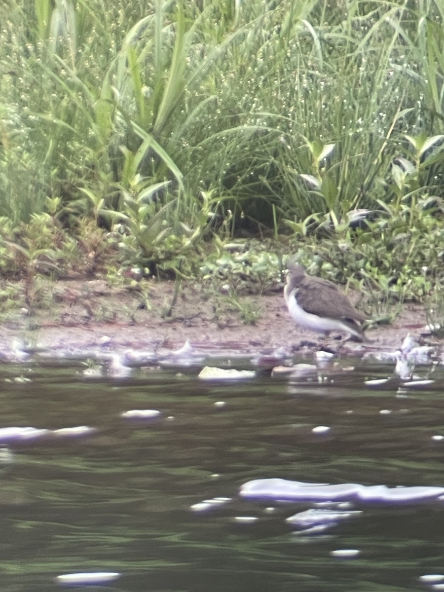 Spotted Sandpiper - ML624215030