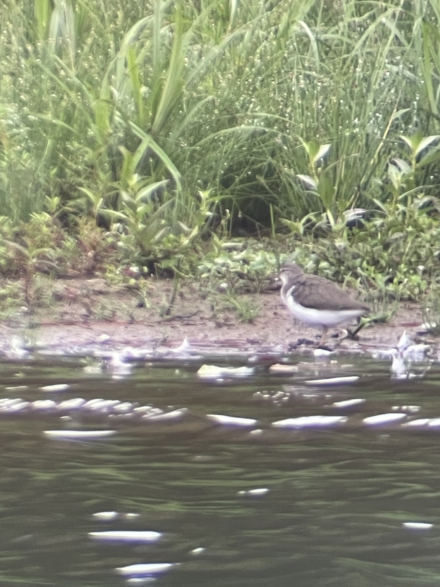 Spotted Sandpiper - ML624215031