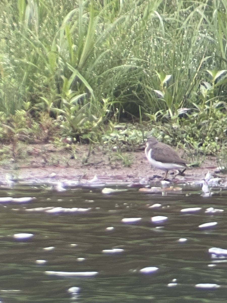 Spotted Sandpiper - ML624215032