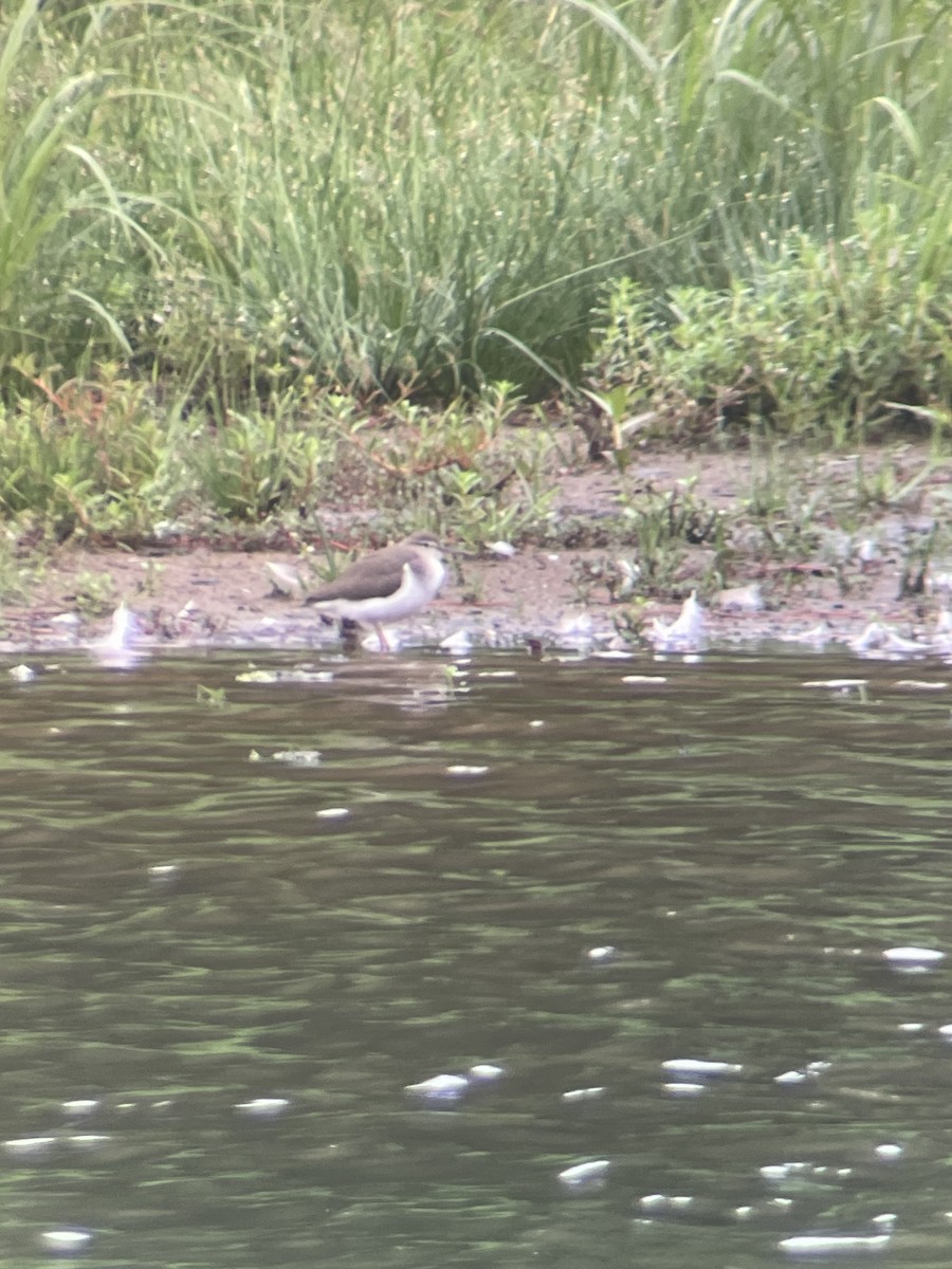 Spotted Sandpiper - ML624215033