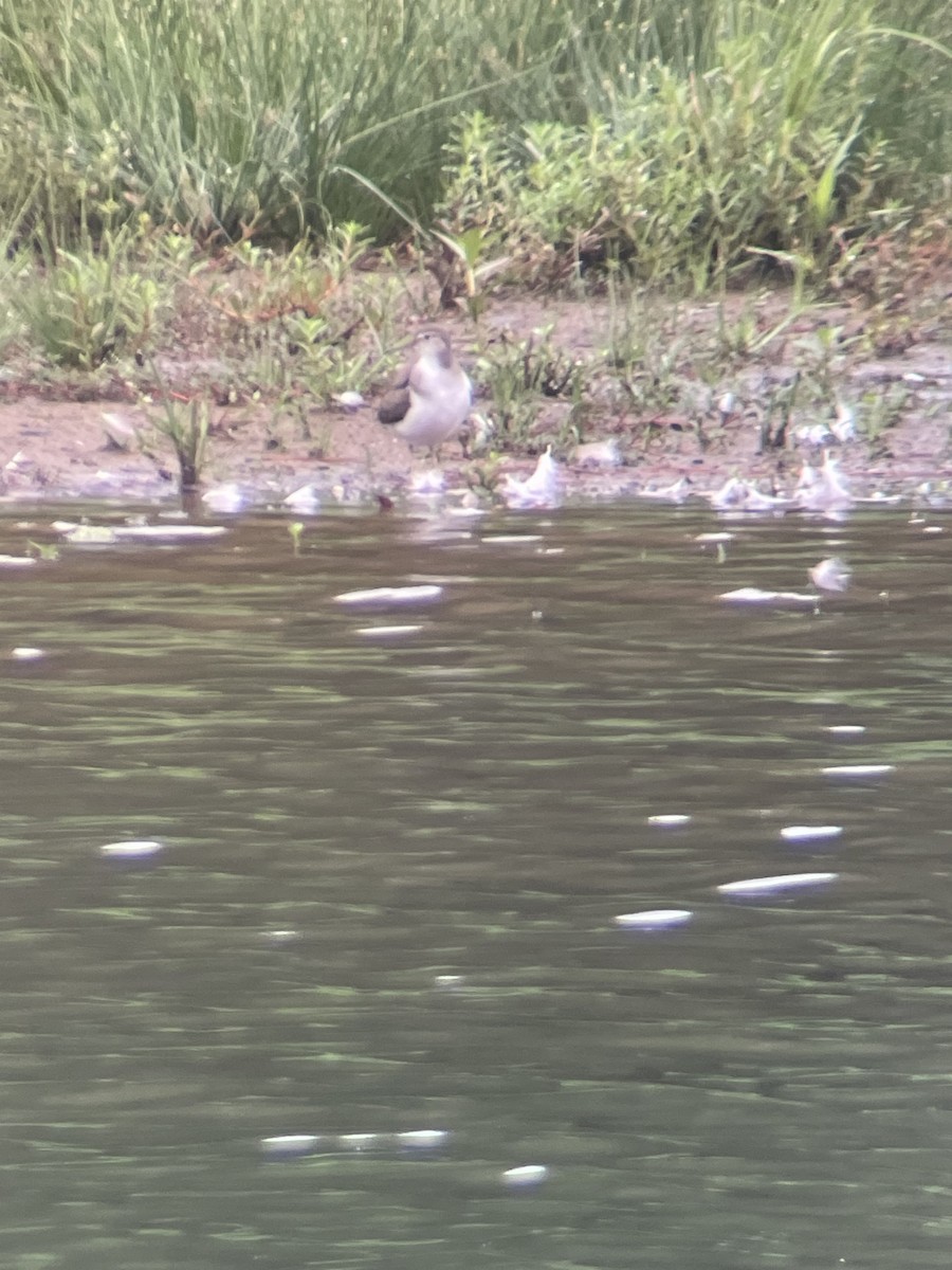 Spotted Sandpiper - ML624215034