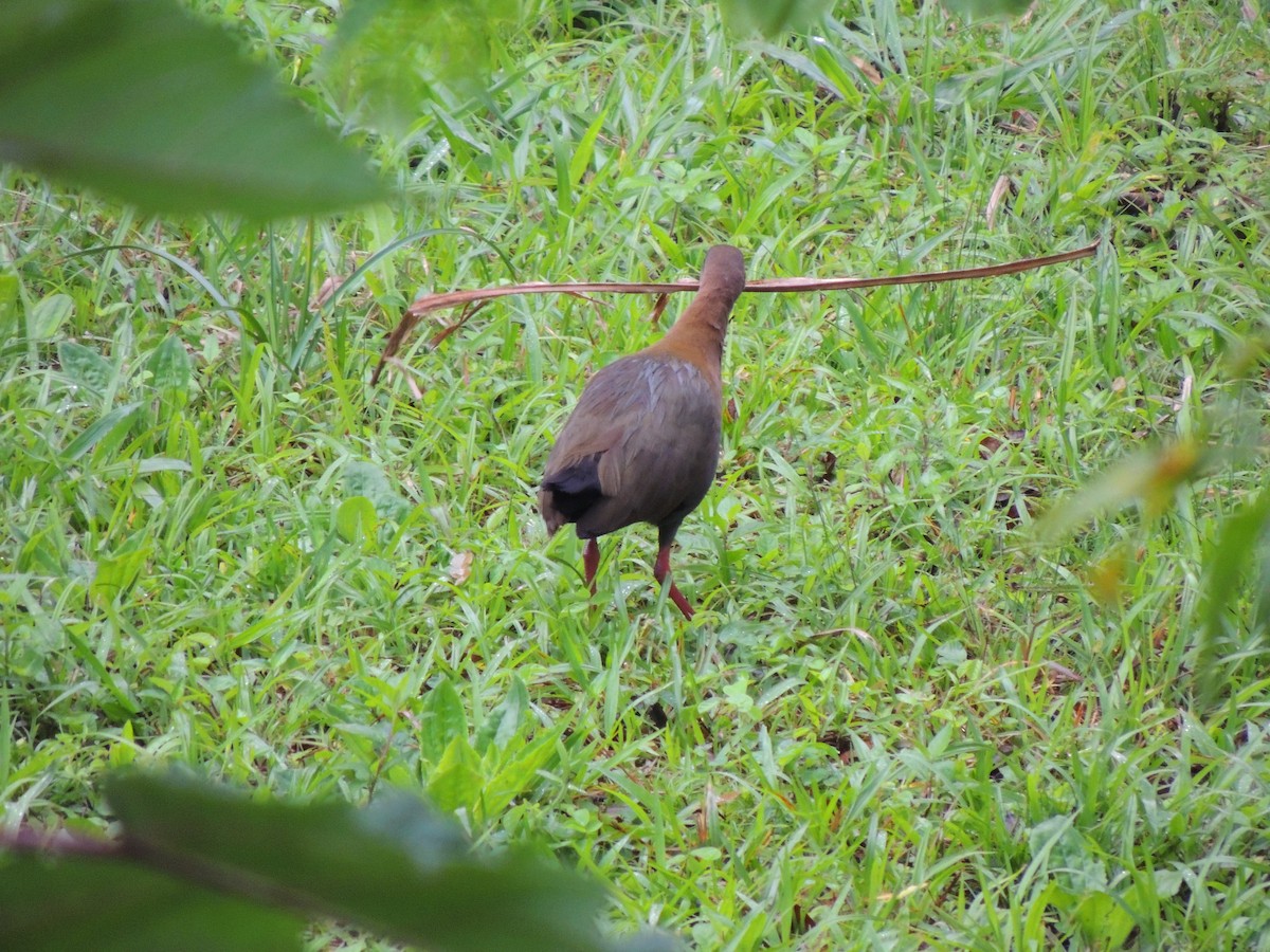 Slaty-breasted Wood-Rail - ML624215059