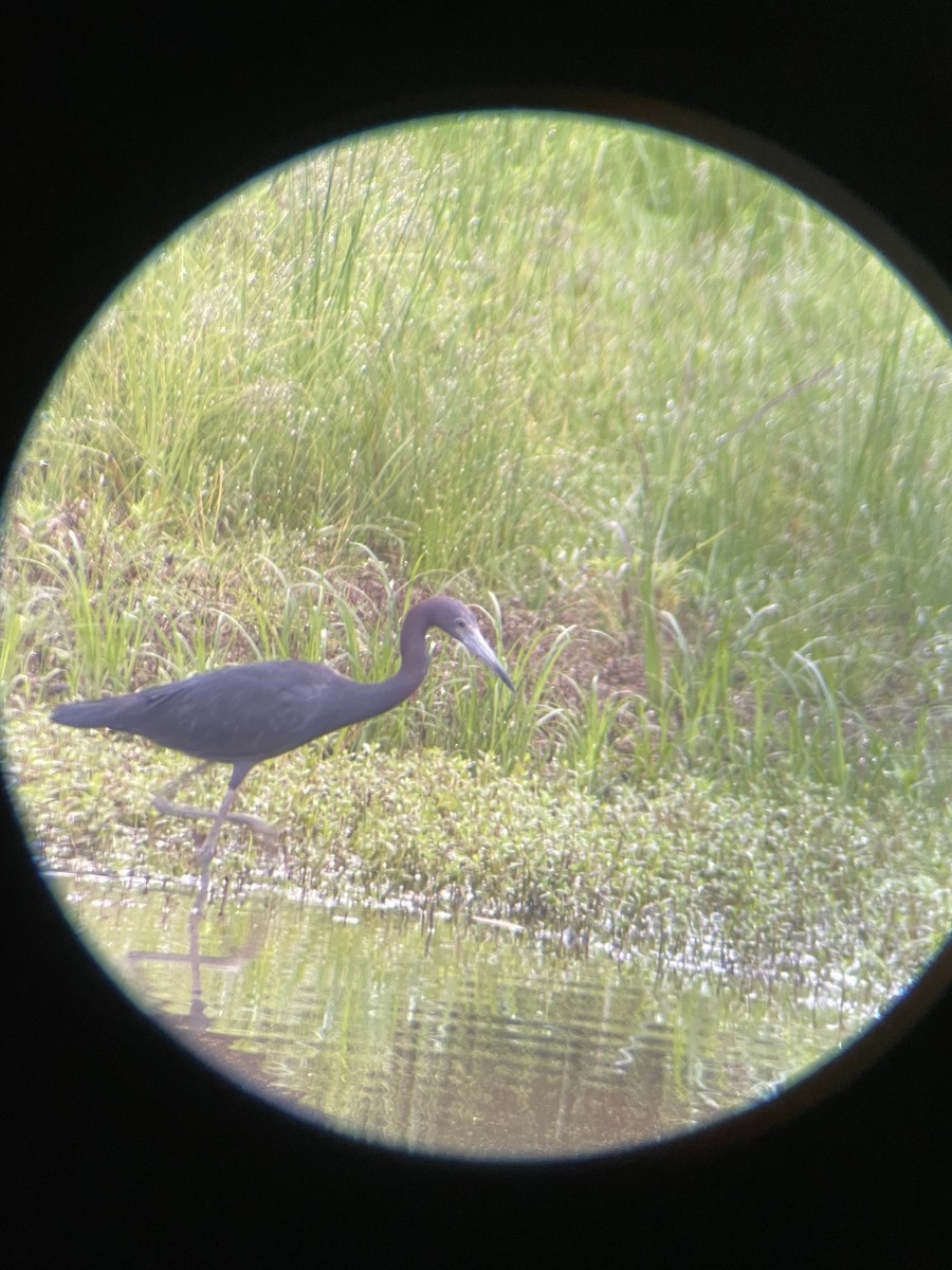 Little Blue Heron - ML624215060