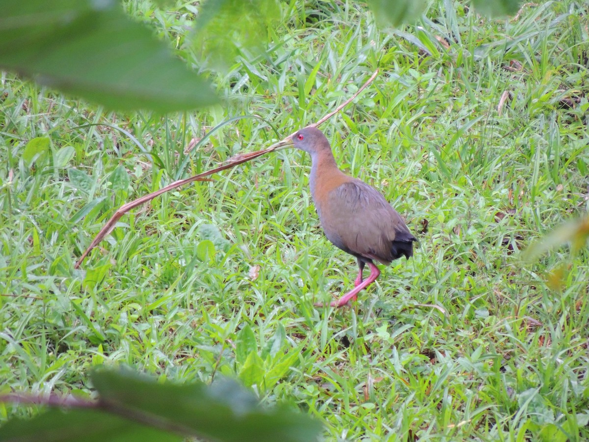 Slaty-breasted Wood-Rail - ML624215061