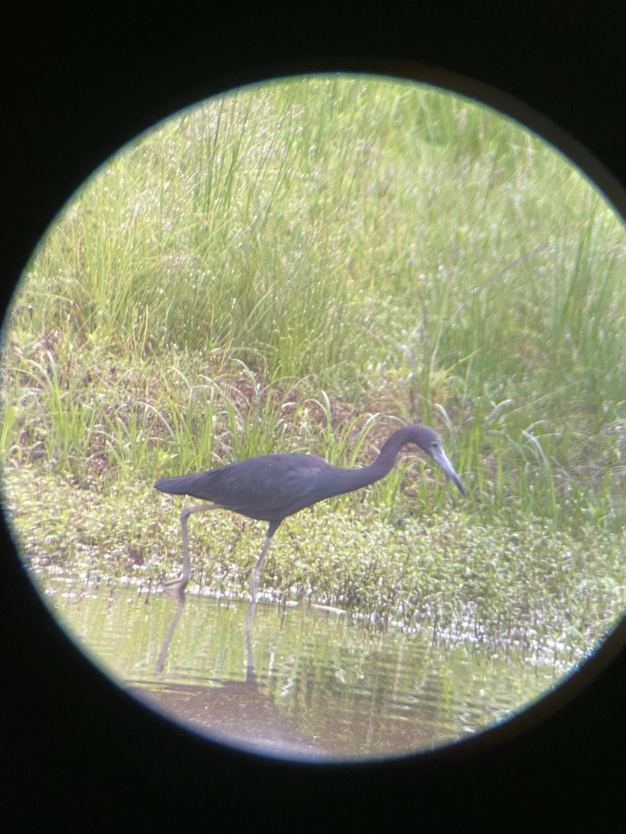 Little Blue Heron - Krishna Trinadha