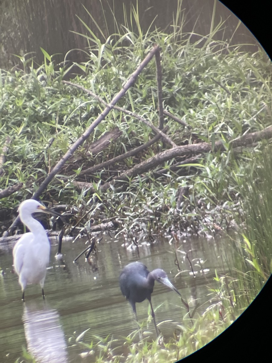 Little Blue Heron - ML624215064