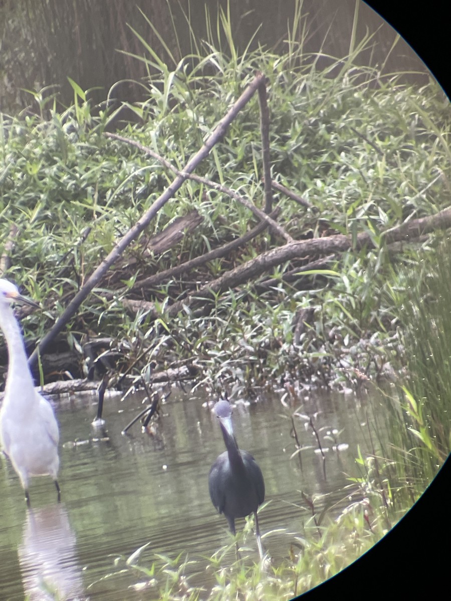 Little Blue Heron - ML624215065