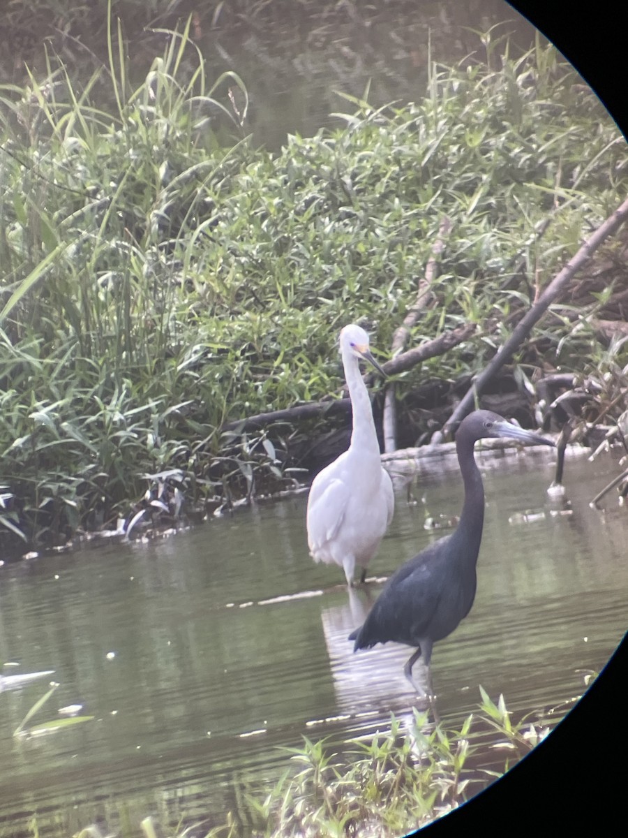 Little Blue Heron - ML624215066