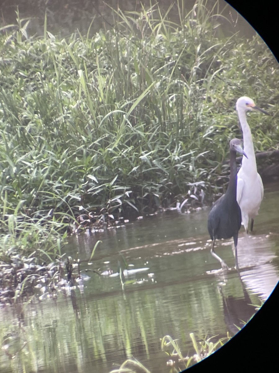 Little Blue Heron - ML624215067