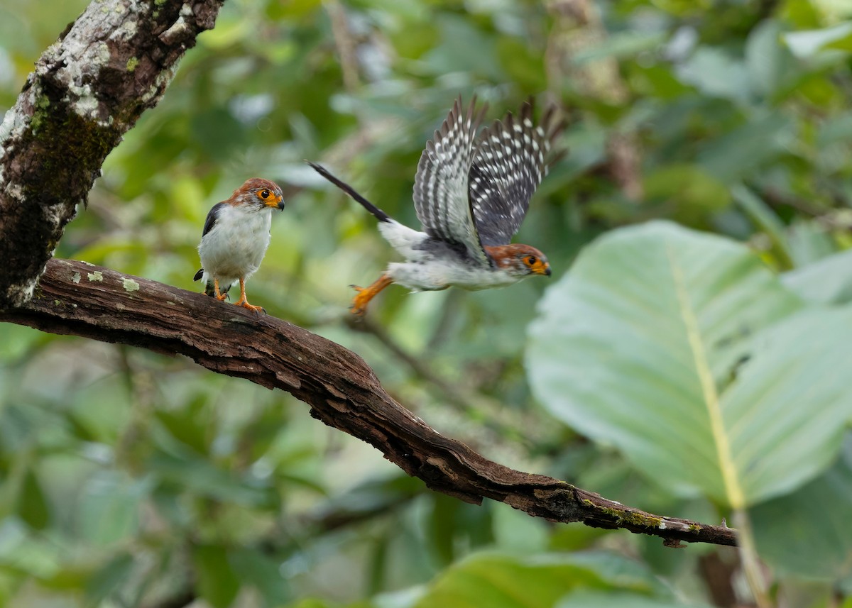 White-rumped Falcon - ML624215068