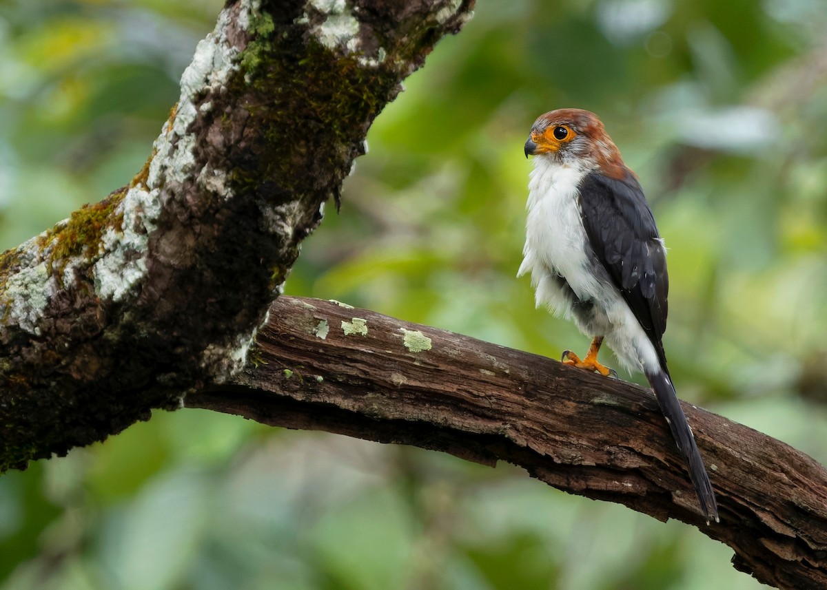 White-rumped Falcon - ML624215069