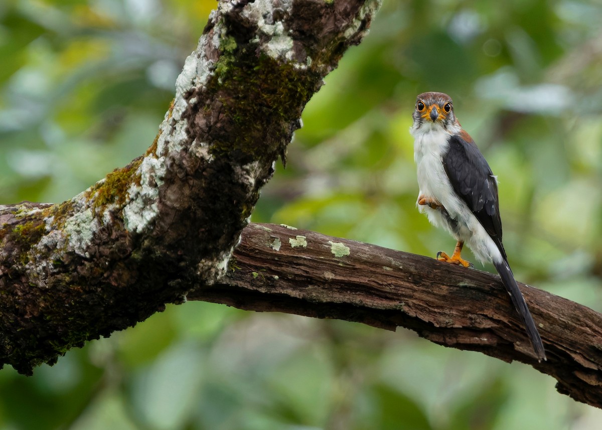 White-rumped Falcon - ML624215070