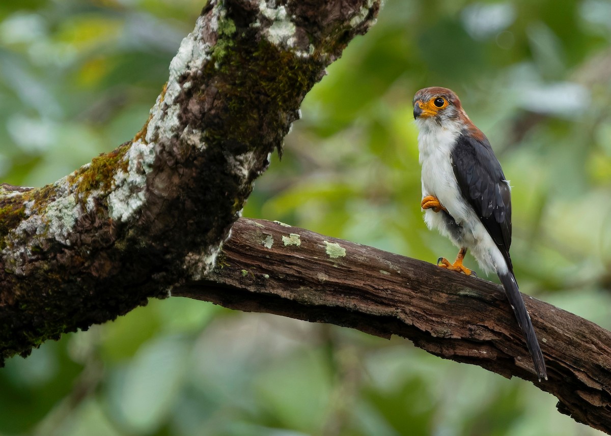 White-rumped Falcon - ML624215072